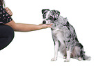 Miniature Australian Shepherd