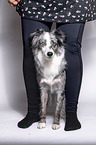Miniature Australian Shepherd