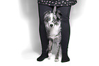 Miniature Australian Shepherd