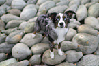 Miniature Australian Shepherd