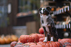 Miniature Australian Shepherd