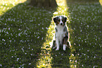 Miniature Australian Shepherd