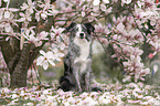 Miniature Australian Shepherd
