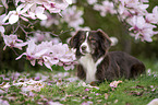 Miniature Australian Shepherd