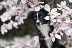 Miniature Australian Shepherd