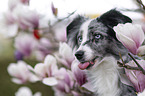 Miniature Australian Shepherd