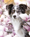 Miniature Australian Shepherd