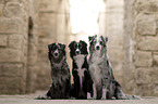 Miniature Australian Shepherd