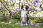 Miniature Australian Shepherd