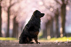 Miniature Australian Shepherd