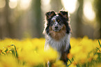 Miniature Australian Shepherd