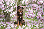 Miniature Australian Shepherd