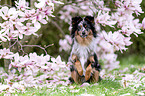 Miniature Australian Shepherd