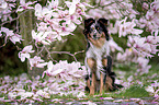 Miniature Australian Shepherd