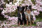 Miniature Australian Shepherd