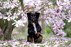 Miniature Australian Shepherd