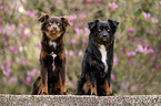 Miniature Australian Shepherd