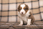 Miniature Australian Shepherd