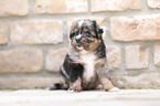 Miniature Australian Shepherd