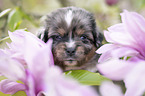 Miniature Australian Shepherd