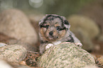 Miniature Australian Shepherd
