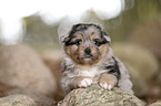 Miniature Australian Shepherd