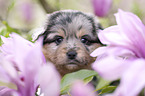 Miniature Australian Shepherd