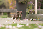 Miniature Australian Shepherd