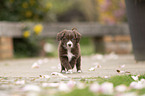 Miniature Australian Shepherd