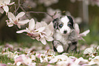 Miniature Australian Shepherd