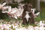 Miniature Australian Shepherd
