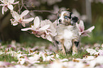 Miniature Australian Shepherd