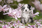 Miniature Australian Shepherd