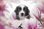 Miniature Australian Shepherd