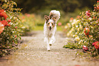 Miniature Australian Shepherd