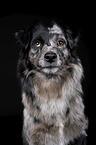 Miniature Australian Shepherd