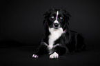 Miniature Australian Shepherd