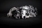 Miniature Australian Shepherd