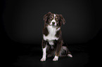 Miniature Australian Shepherd