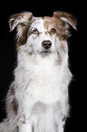Miniature Australian Shepherd