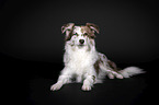 Miniature Australian Shepherd