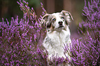 Miniature Australian Shepherd