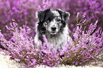 Miniature Australian Shepherd