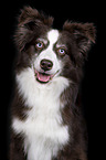 Miniature Australian Shepherd