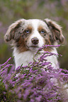 Miniature Australian Shepherd