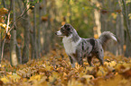 Miniature Australian Shepherd