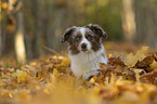 Miniature Australian Shepherd