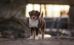Miniature Australian Shepherd puppy