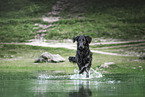 Flat Coated Retriever