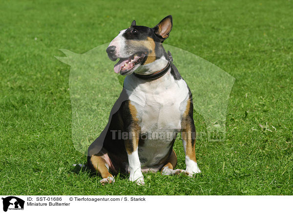 Miniature Bullterrier / SST-01686